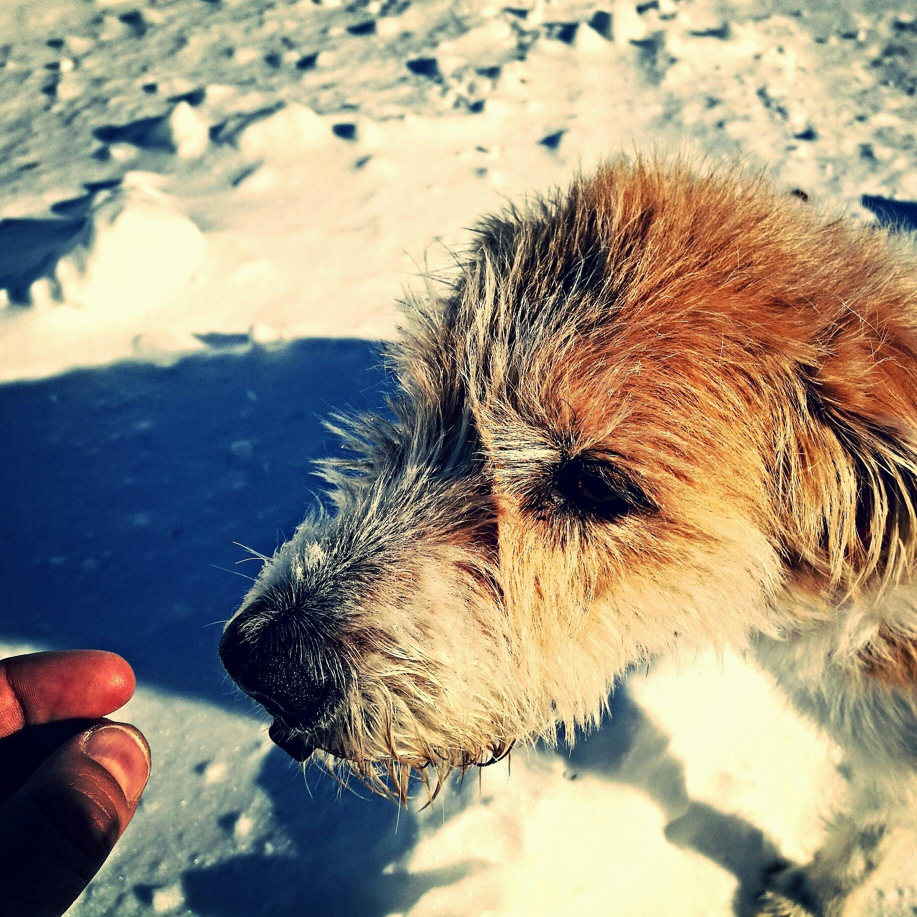 un-chien-qui-s-amuse